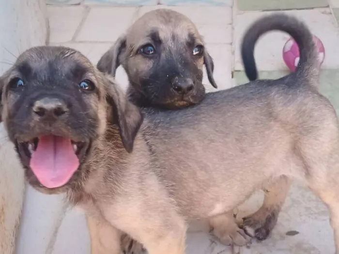 Cachorro raça SRD-ViraLata idade 2 a 6 meses nome sem nome 