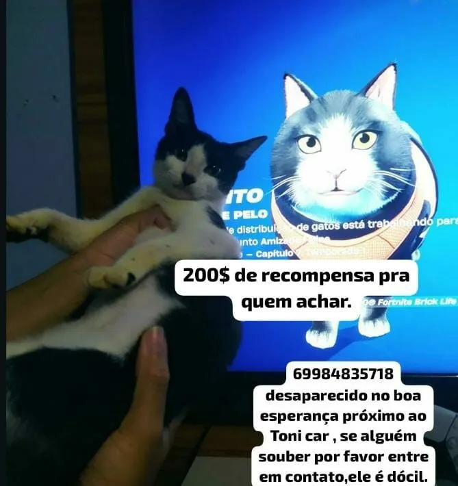 Gato raça SRD-ViraLata idade 7 a 11 meses nome Ele tem a ponta do rabo quebrada , tava com coleira azul clara , e tem 6 bolinha pretas na pata branca da frente.