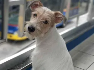 Cachorro raça SRD-ViraLata idade 2 anos nome Amora