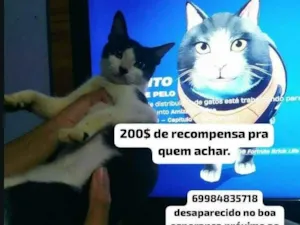 Gato raça SRD-ViraLata idade 7 a 11 meses nome Ele tem a ponta do rabo quebrada , tava com coleira azul clara , e tem 6 bolinha pretas na pata branca da frente.