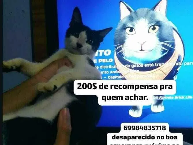 Gato raça SRD-ViraLata idade 7 a 11 meses nome Ele tem a ponta do rabo quebrada , tava com coleira azul clara , e tem 6 bolinha pretas na pata branca da frente.