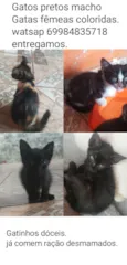 gatas coloridas fêmea ,gatos preto macho 69984835718 entrego