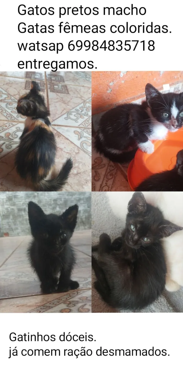Gato raça SRD-ViraLata idade 2 a 6 meses nome gatas coloridas fêmea ,gatos preto macho 69984835718 entrego