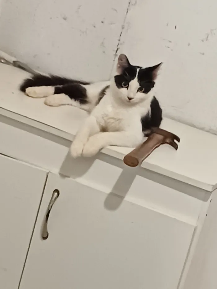 Gato raça SRD-ViraLata idade 2 a 6 meses nome sem nome definido