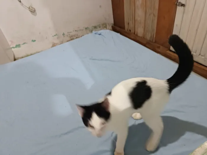 Gato raça SRD-ViraLata idade 2 a 6 meses nome sem nome definido