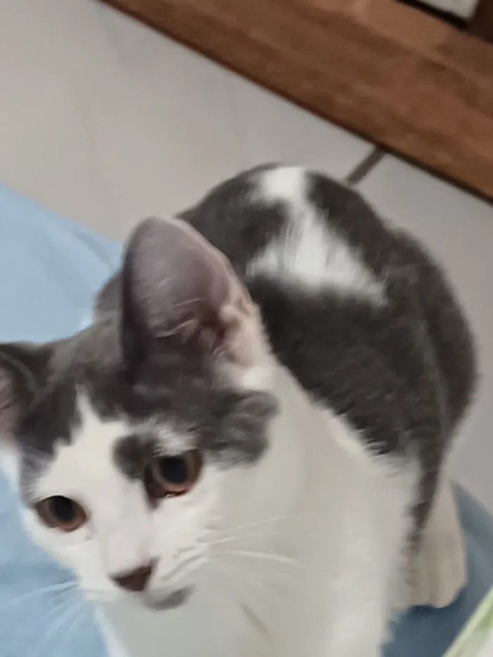 Gato raça SRD-ViraLata idade 2 a 6 meses nome sem nome definido