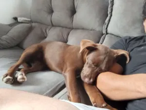 Cachorro raça SRD-ViraLata idade 2 a 6 meses nome Zara  Doa-se 