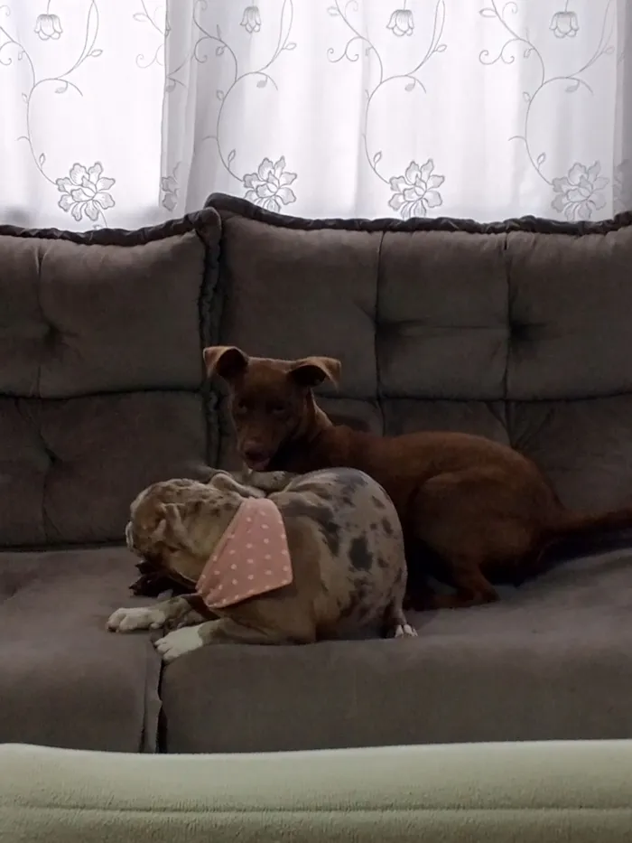 Cachorro raça SRD-ViraLata idade 2 a 6 meses nome Zara  Doa-se 