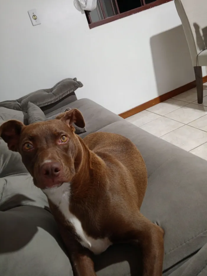 Cachorro raça SRD-ViraLata idade 2 a 6 meses nome Zara 