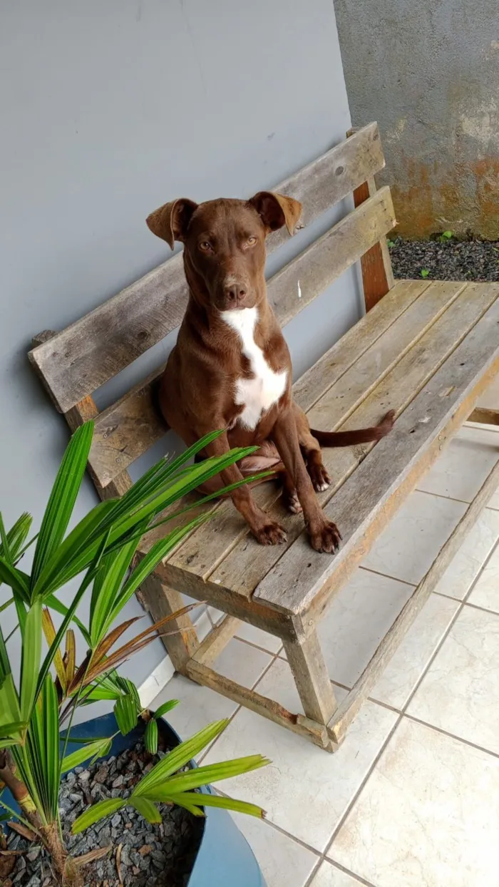 Cachorro raça SRD-ViraLata idade 2 a 6 meses nome Zara 