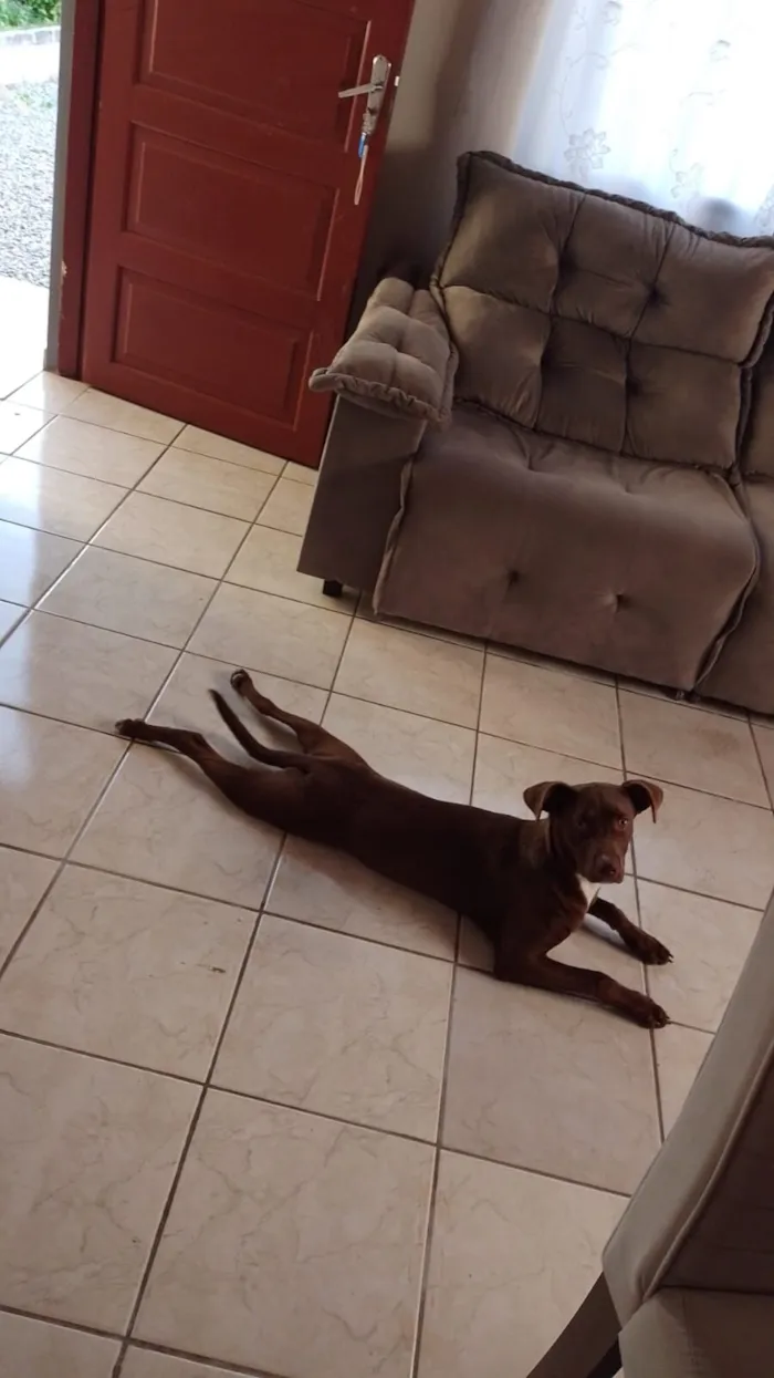 Cachorro raça SRD-ViraLata idade 2 a 6 meses nome Zara 