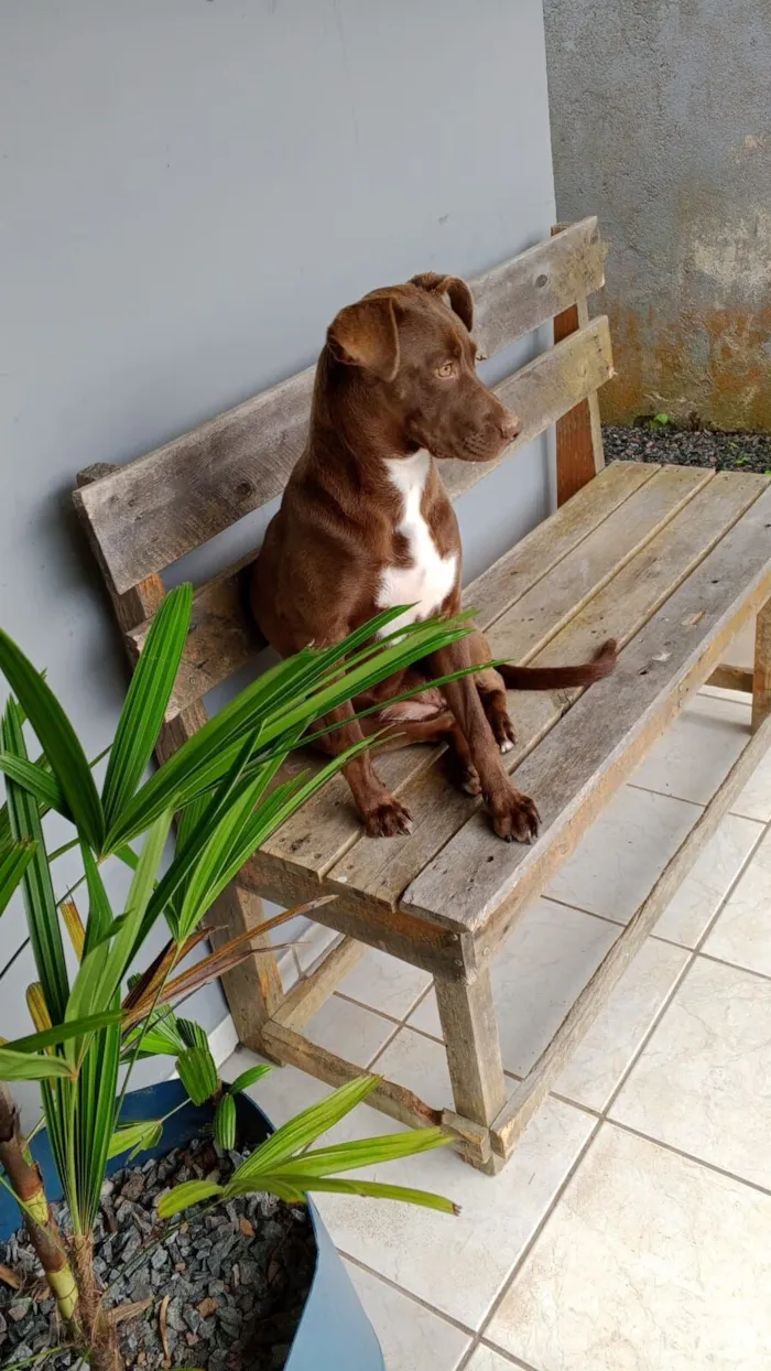 Cachorro raça SRD-ViraLata idade 2 a 6 meses nome Zara 