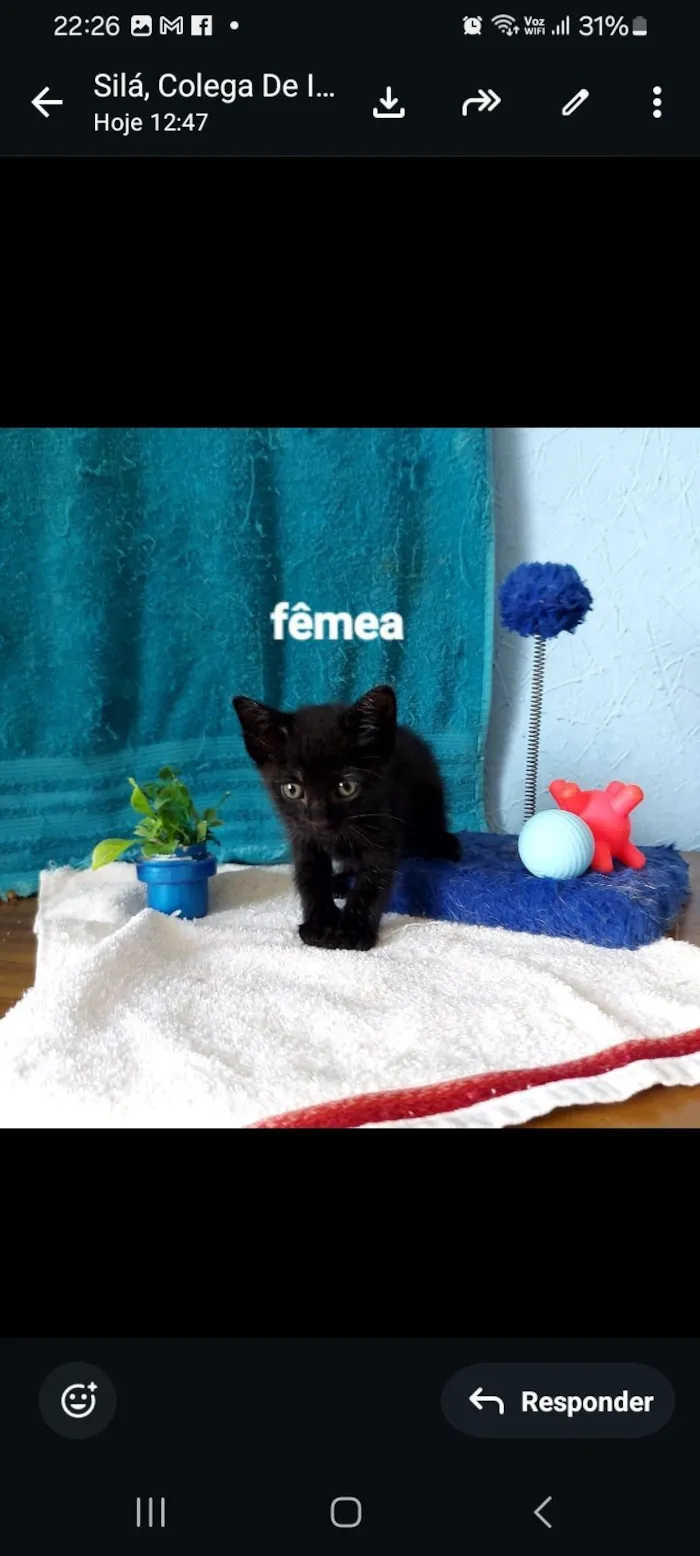 Gato raça SRD-ViraLata idade 2 a 6 meses nome sane