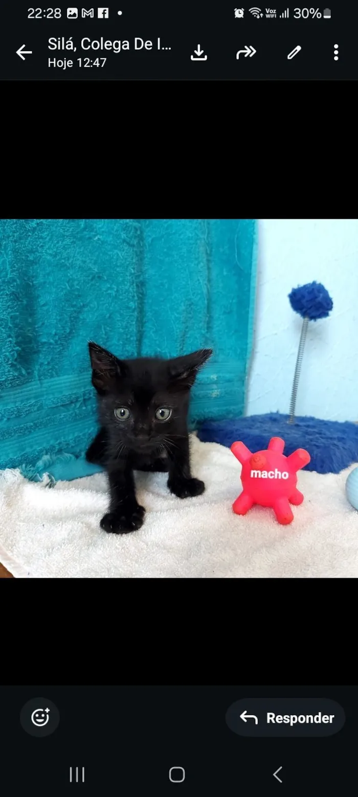 Gato raça SRD-ViraLata idade 2 a 6 meses nome sane