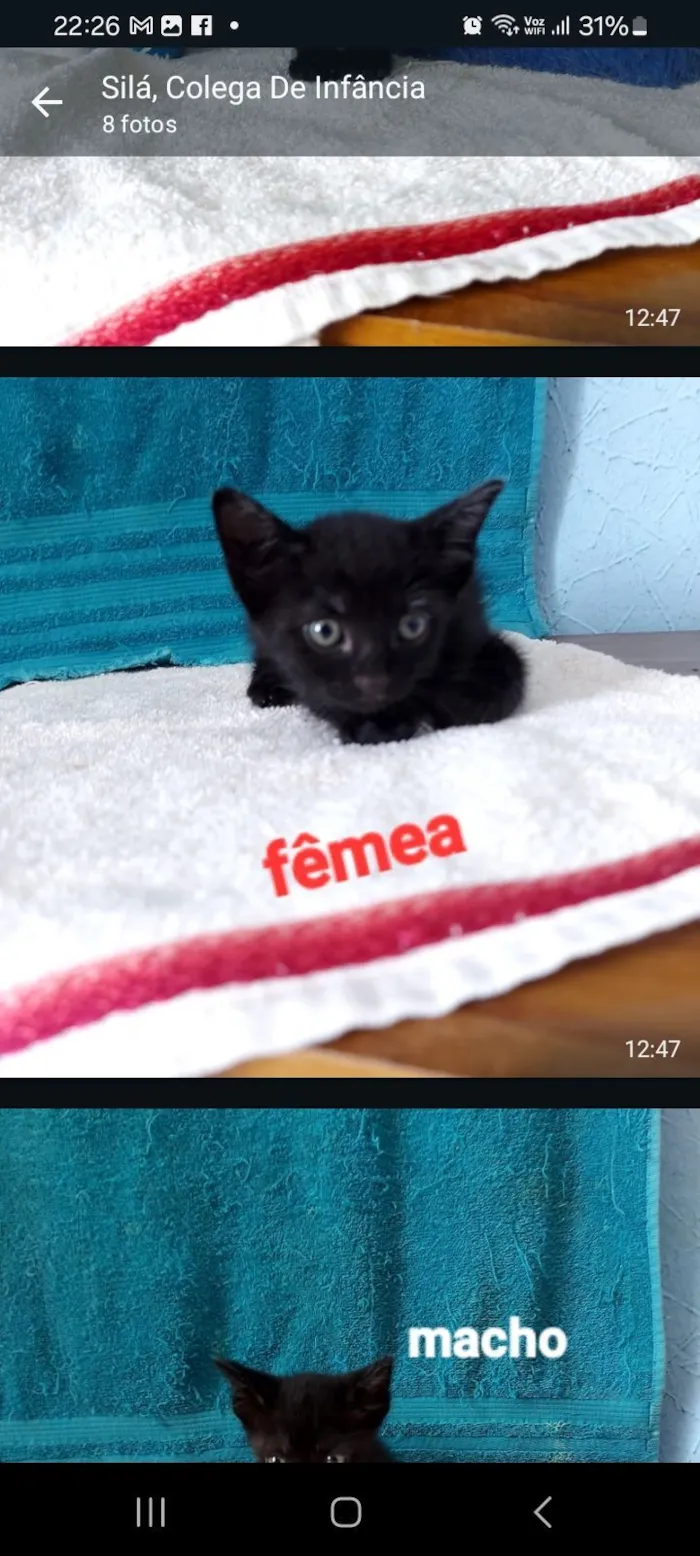 Gato raça SRD-ViraLata idade 2 a 6 meses nome sane