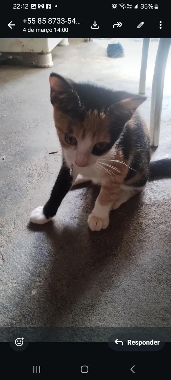 Gato raça SRD-ViraLata idade 2 a 6 meses nome Rubi