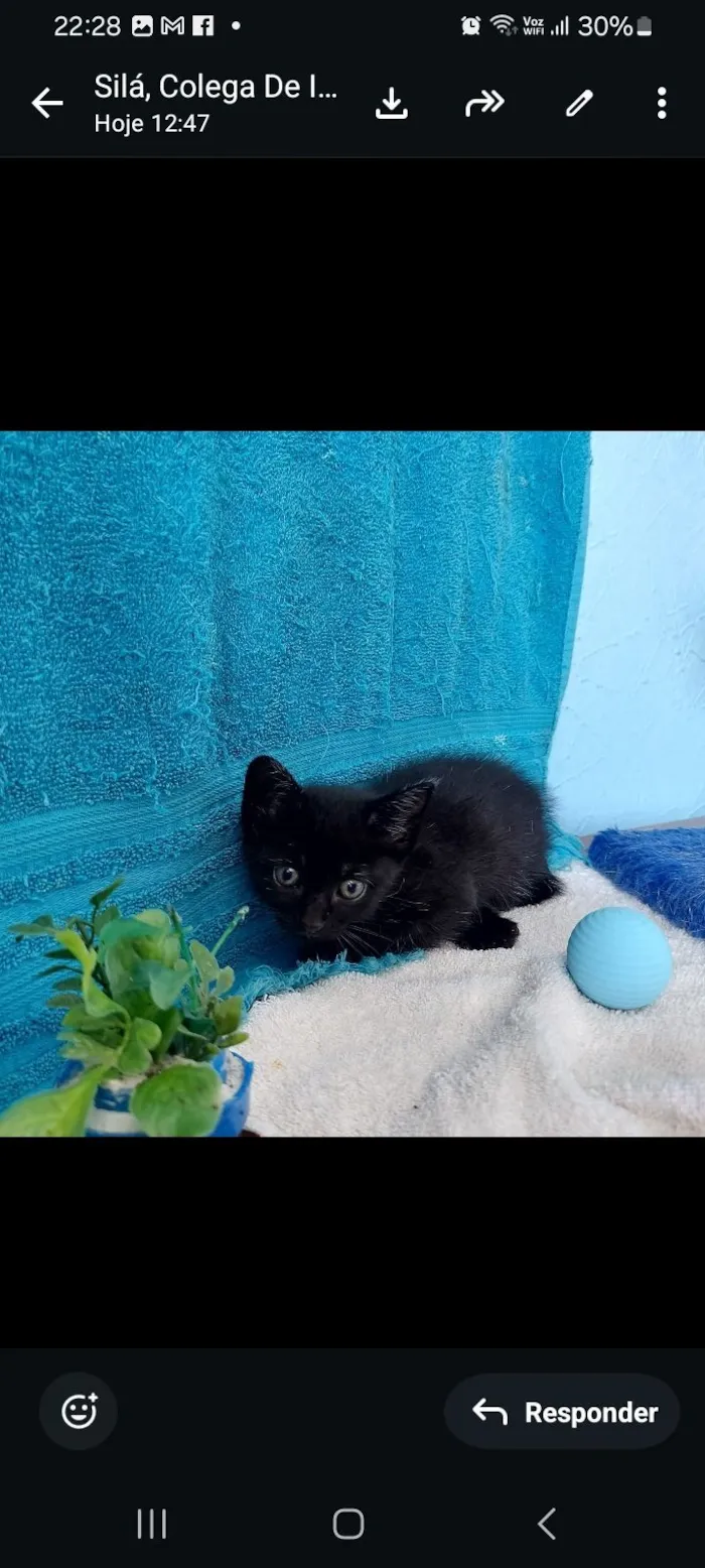 Gato raça SRD-ViraLata idade 2 a 6 meses nome pretinho