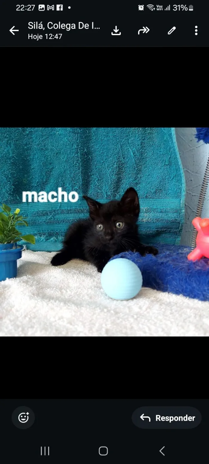 Gato raça SRD-ViraLata idade 2 a 6 meses nome pretinho