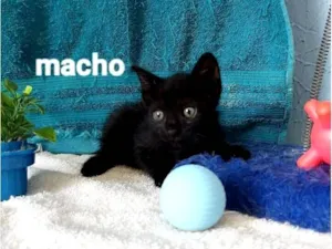 Gato raça SRD-ViraLata idade 2 a 6 meses nome pretinho