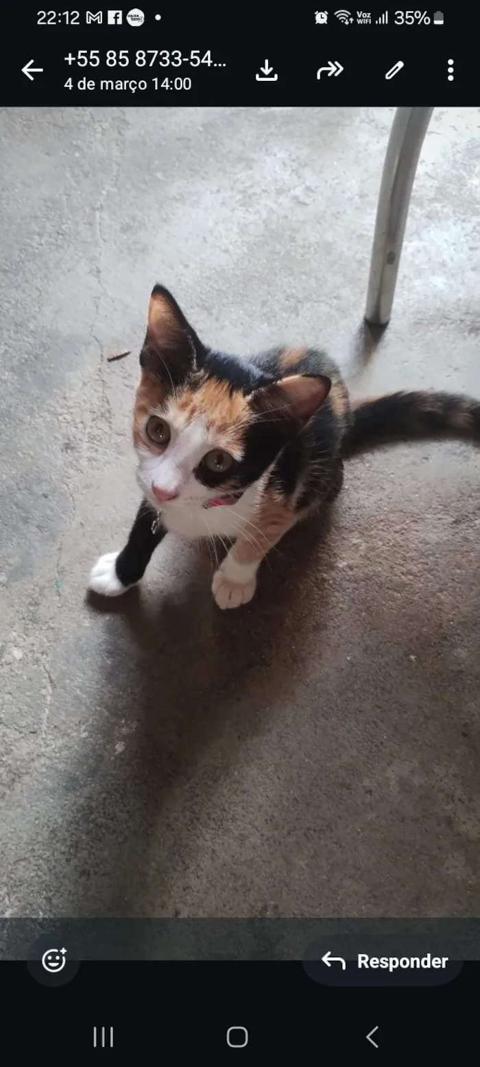 Gato raça SRD-ViraLata idade 2 a 6 meses nome princesa 