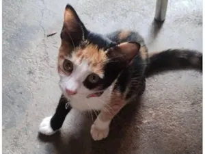 Gato raça SRD-ViraLata idade 2 a 6 meses nome princesa 