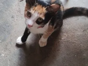 Gato raça SRD-ViraLata idade 2 a 6 meses nome princesa 