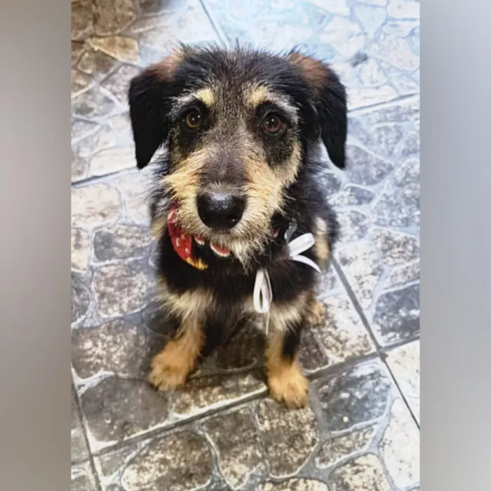 Cachorro raça SRD-ViraLata idade 1 ano nome Dudu