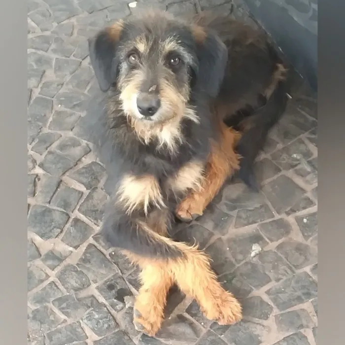 Cachorro raça SRD-ViraLata idade 1 ano nome Dudu
