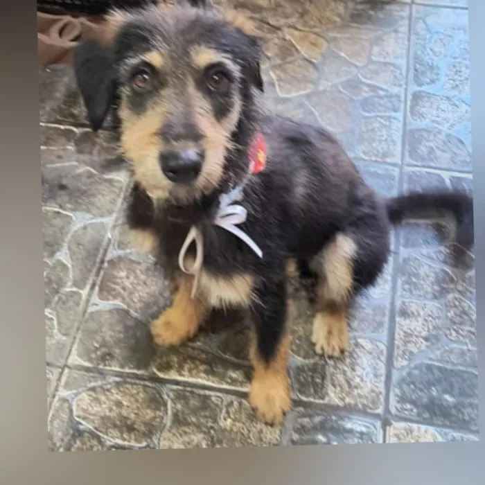 Cachorro raça SRD-ViraLata idade 1 ano nome Dudu