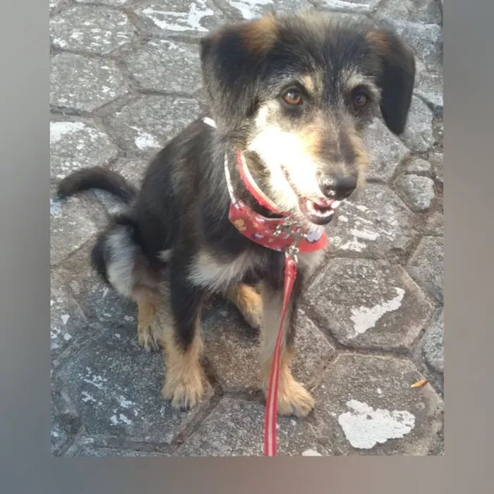 Cachorro raça SRD-ViraLata idade 1 ano nome Dudu