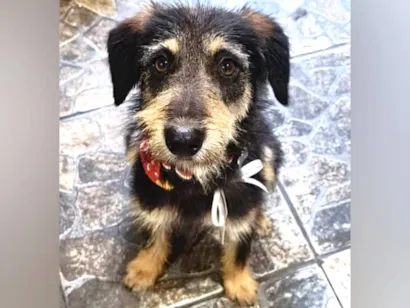 Cachorro raça SRD-ViraLata idade 1 ano nome Dudu