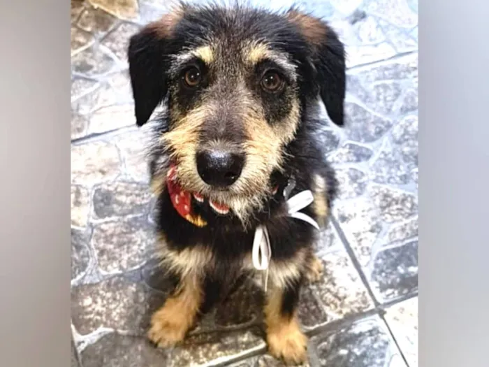 Cachorro raça SRD-ViraLata idade 1 ano nome Dudu