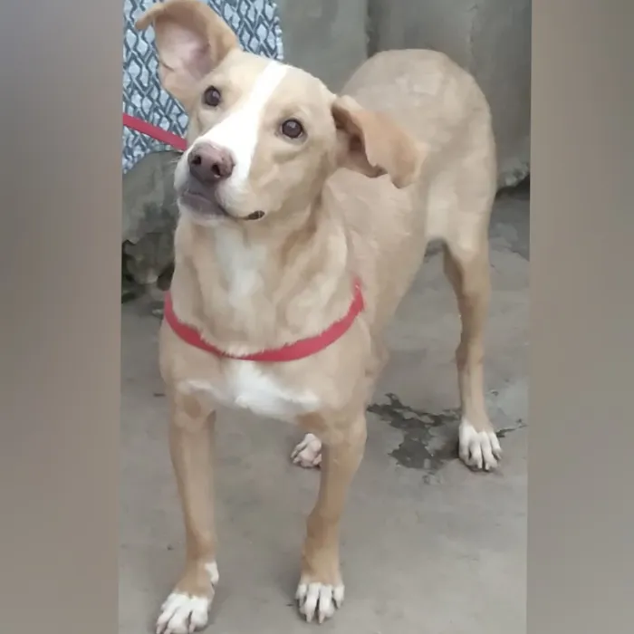 Cachorro raça SRD-ViraLata idade 1 ano nome Marley 