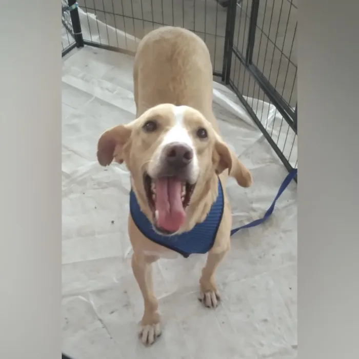 Cachorro raça SRD-ViraLata idade 1 ano nome Marley 