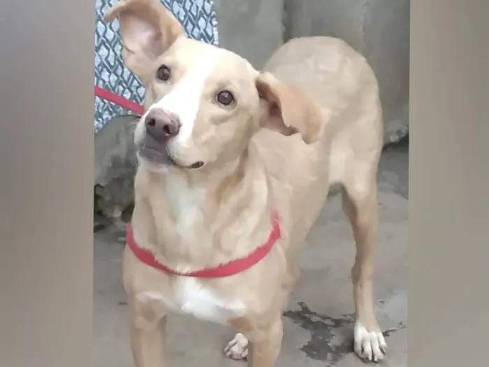 Cachorro raça SRD-ViraLata idade 1 ano nome Marley 