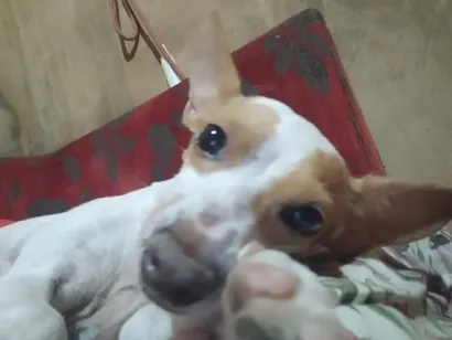 Cachorro raça Pinscher idade 4 anos nome Mel