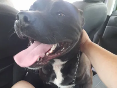 Cachorro raça Mestico de pittbull idade 1 ano nome Sansão  51 982945615 