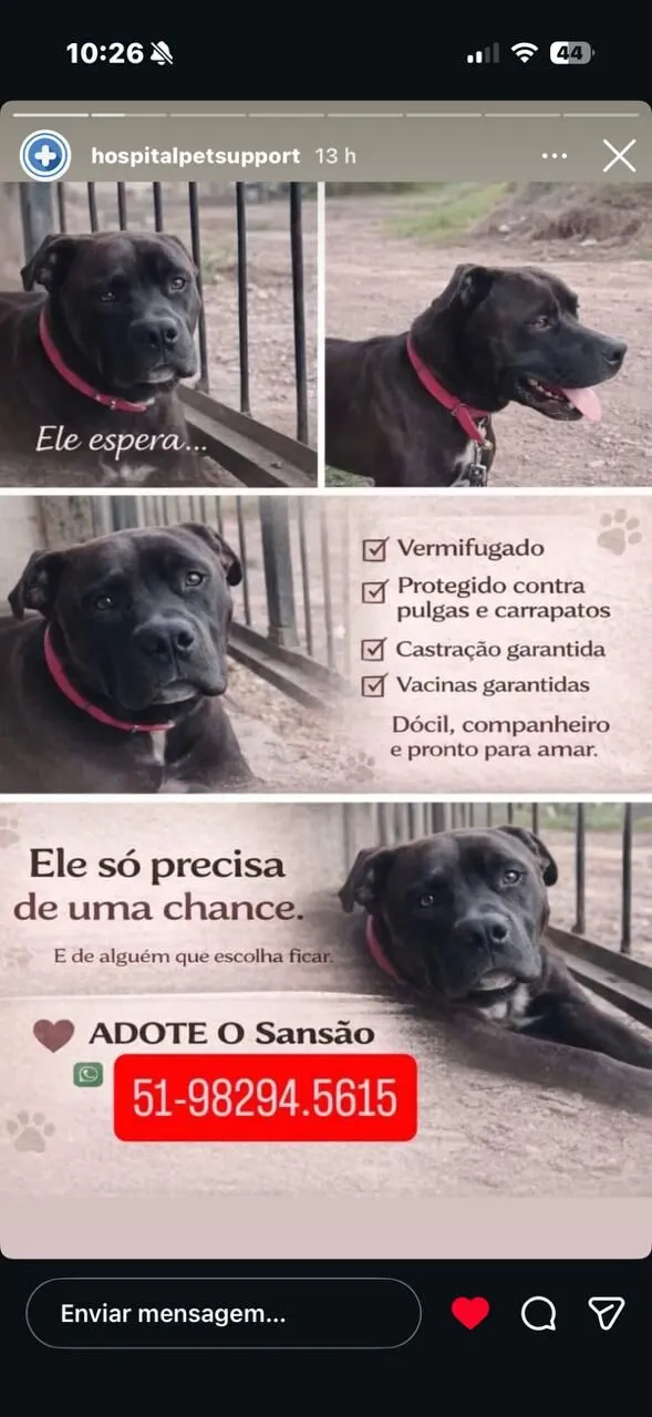 Cachorro raça Mestico de pittbull idade 1 ano nome Sansão  51 982945615 