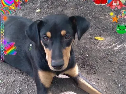 Cachorro raça SRD-ViraLata idade 2 a 6 meses nome talita 51 982945615 