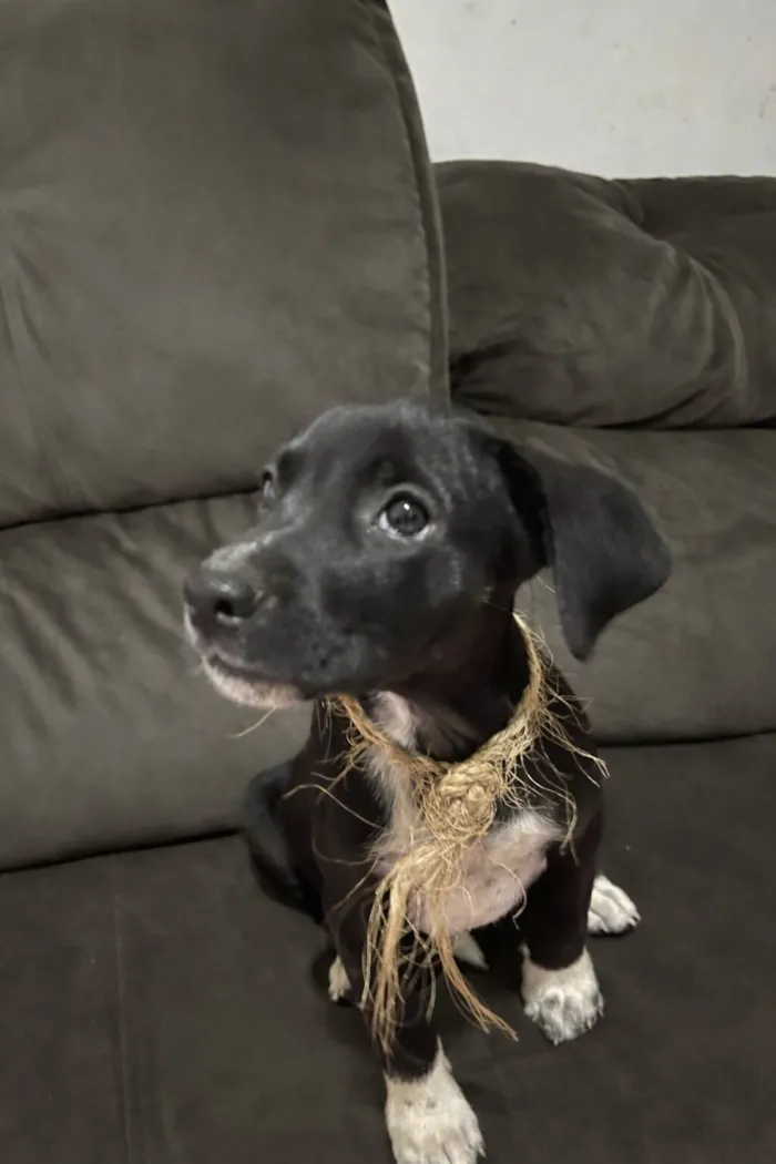 Cachorro raça SRD-ViraLata idade 2 a 6 meses nome Barbie