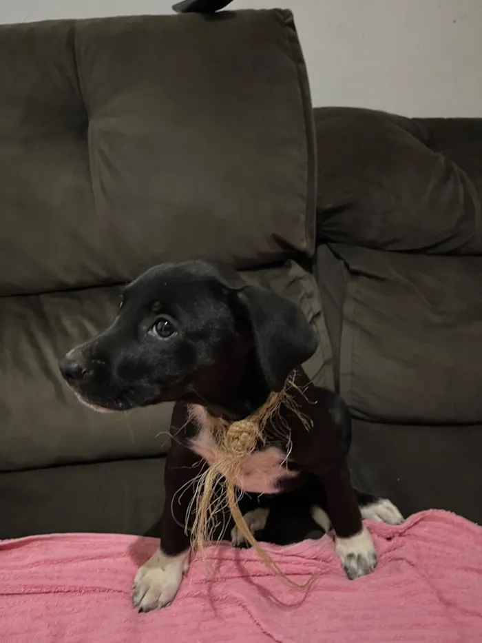 Cachorro raça SRD-ViraLata idade 2 a 6 meses nome Barbie