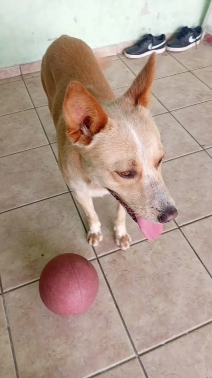 Cachorro raça SRD-ViraLata idade 1 ano nome thor
