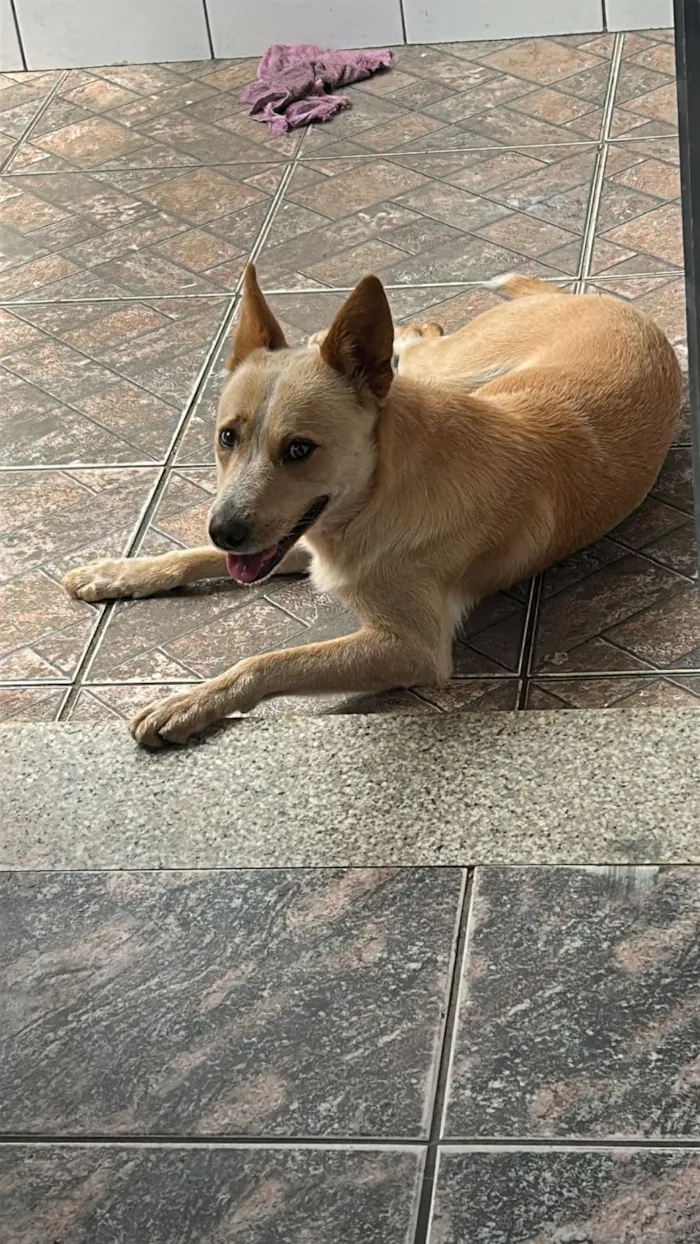 Cachorro raça SRD-ViraLata idade 1 ano nome thor