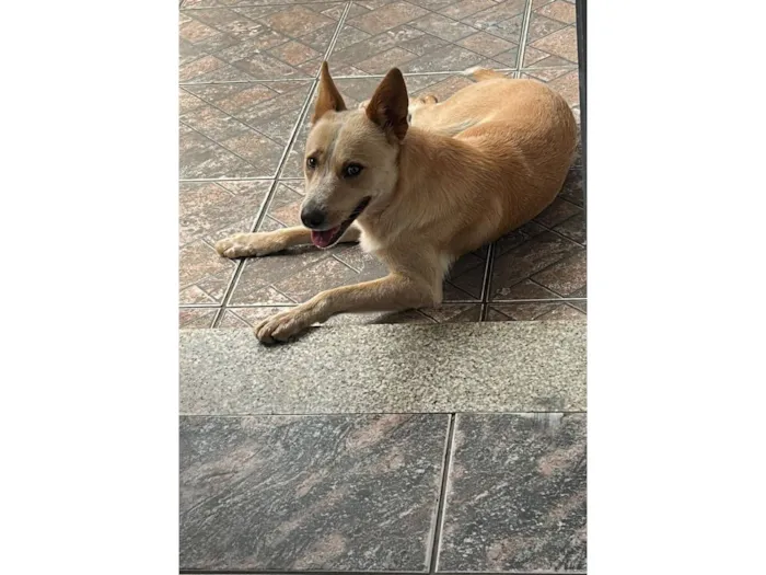 Cachorro raça SRD-ViraLata idade 1 ano nome thor