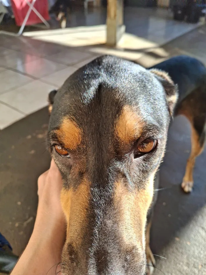 Cachorro raça SRD-ViraLata idade 3 anos nome Zeus