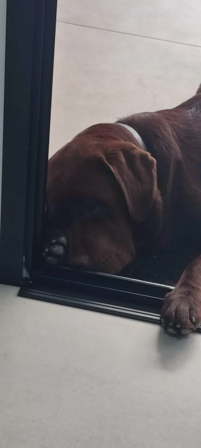 Cachorro raça Labrador idade 7 a 11 meses nome PIPOCO 