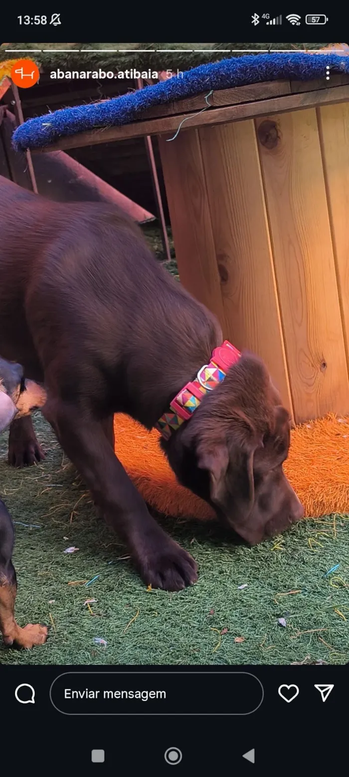 Cachorro raça Labrador idade 7 a 11 meses nome PIPOCO 