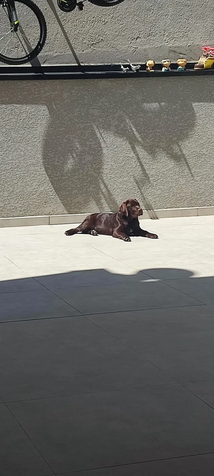 Cachorro raça Labrador idade 7 a 11 meses nome PIPOCO 