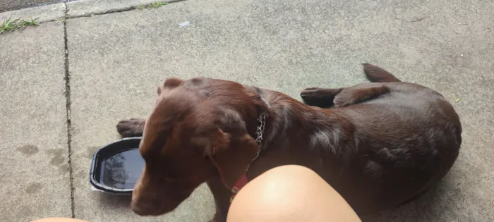 Cachorro raça Labrador idade 7 a 11 meses nome PIPOCO 