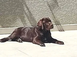 Cachorro raça Labrador idade 7 a 11 meses nome PIPOCO 
